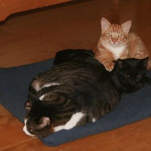 Meet your Posher, Susan